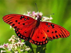 Winged Nature Puzzle Assembly